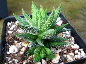 Haworthia concolor succulent 3