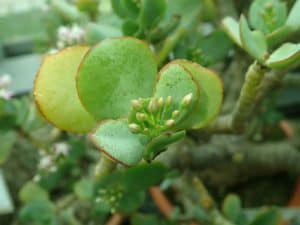 Crassula arborescens ripple jade