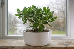 Crassula ovata jade or lucky plant