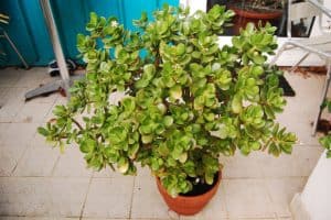 Crassula ovata jade or lucky plant