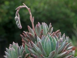 jewel succulents - Pachyveria glauca