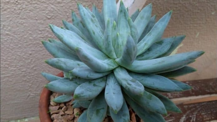 jewel succulents - Pachyveria glauca