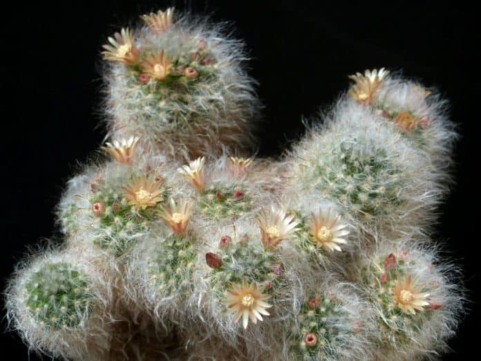 Mammillaria bocasana powder puff cactus 2