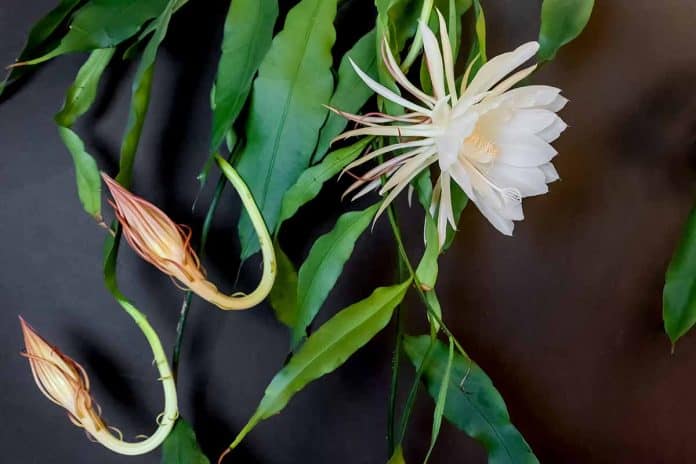 Two,Buds,And,A,White,Blossom,Of,The,Queen,Of Epiphyllum Oxypetalum (Queen of The Night Cactus)