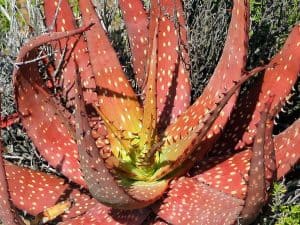 Aloe microstigma care