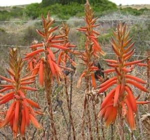 Aloe brevifolia care