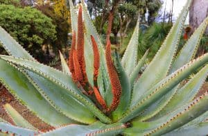 Aloe ferox (CApe Aloe)