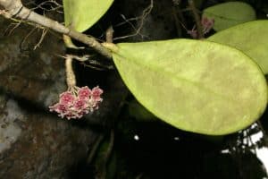 Hoya diversifolia