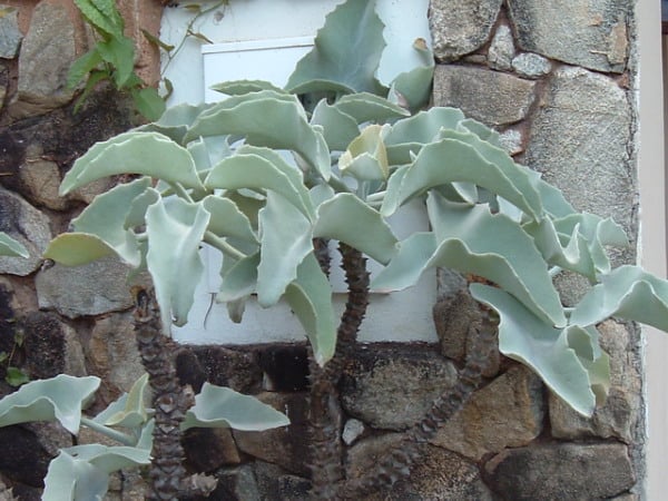 Kalanchoe beharensis - felt plant