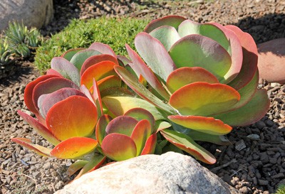 Kalanchoe luciae (Paddle Plant)