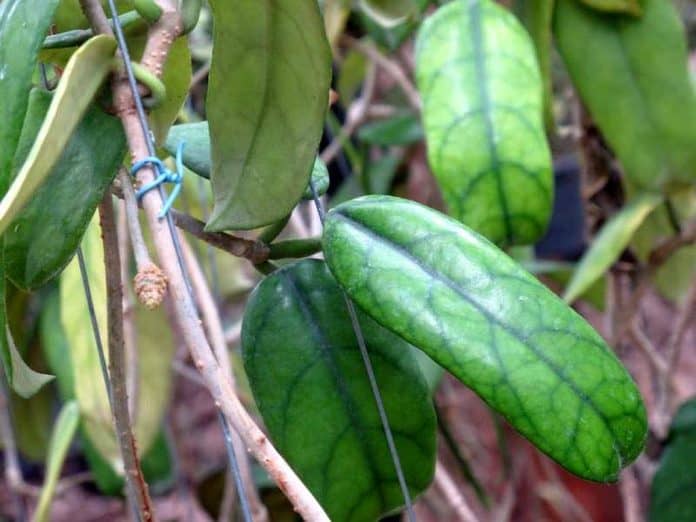 Hoya globulosa