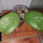 Echeveria cheyenne