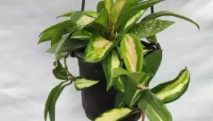 Hoya villosa rare houseplant